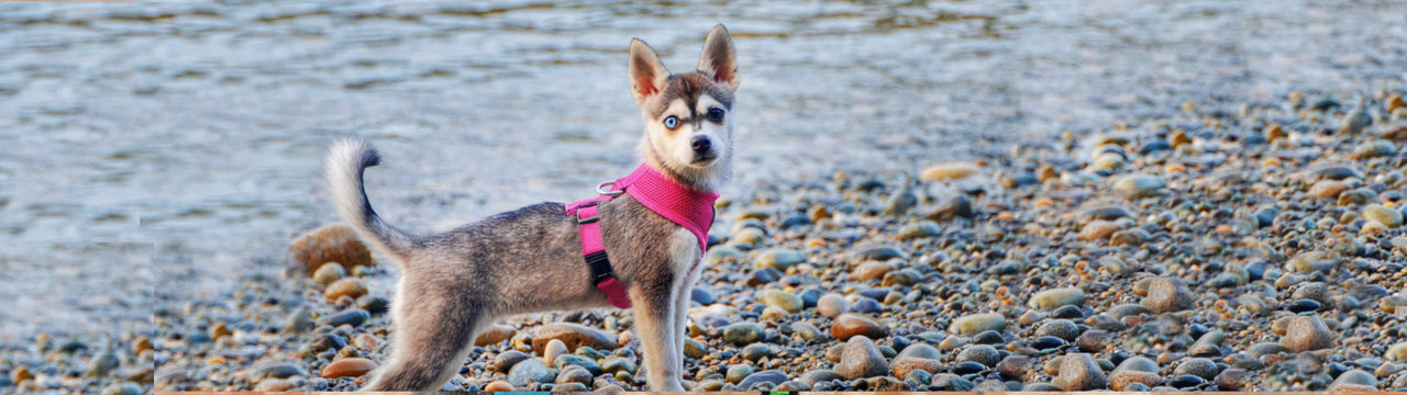 EcoBark Pink Harness Two