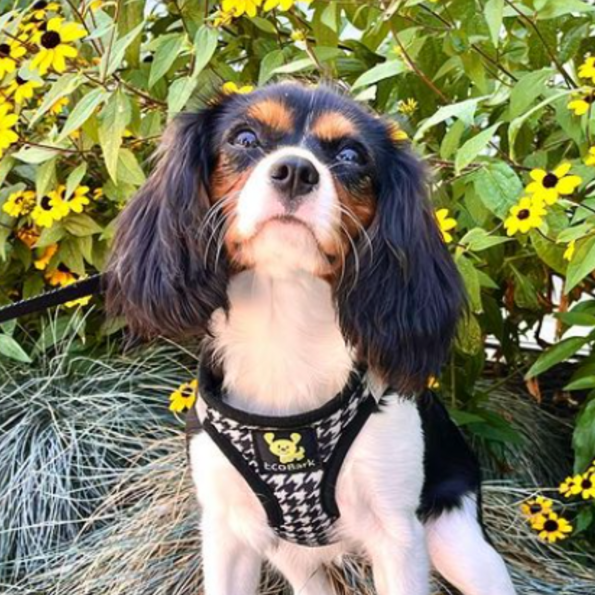 Smal Cavalier King Charles Spaniel dog wearing an EcoBark Houndstooth Step-In Dog Harness, sitting in a garden with yellow flowers.