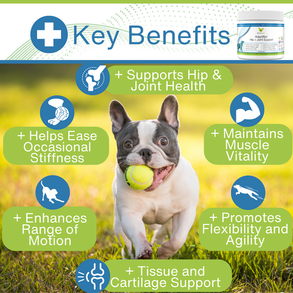 Coming Soon: The World's First Knee & Joint Supplement for Dogs with Glucosamine, Chondroitin, and MSM