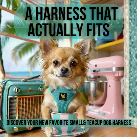 EcoBark Mint Turquoise Step In Dog Harness - Rapid Fastener Reflective Soft Mesh Vest Halter for Puppies and Small Dogs