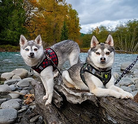 Step In Dog Harness & Leash Set - For Teacup & Small Dogs