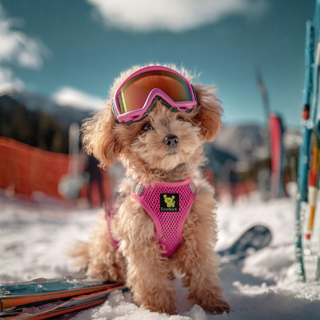 EcoBark Teacup Dog Harness - Step In Soft Mesh Reflective Dog Vest Halter for XXXS to Small Dogs and Puppies