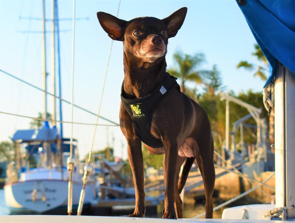 EcoBark Black Rapid Fastener Dog Harness