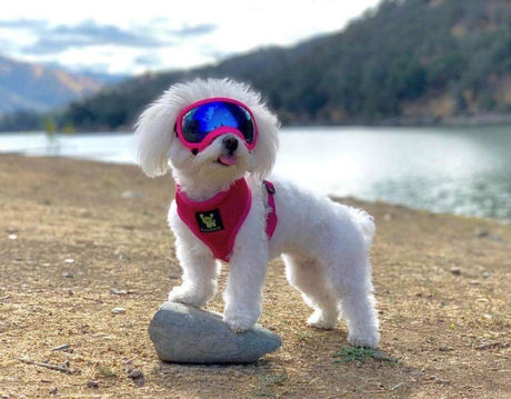 EcoBark Pet Supplies