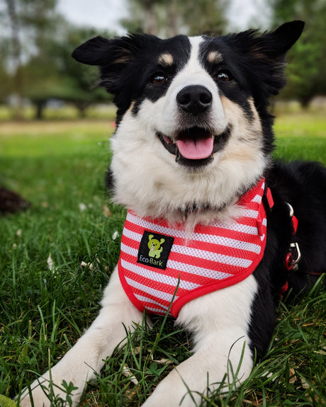 EcoBark Pet Supplies