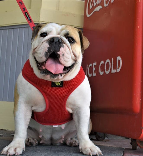 EcoBark Pet Supplies