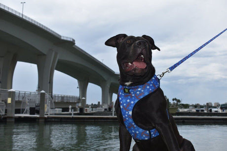 EcoBark Pet Supplies