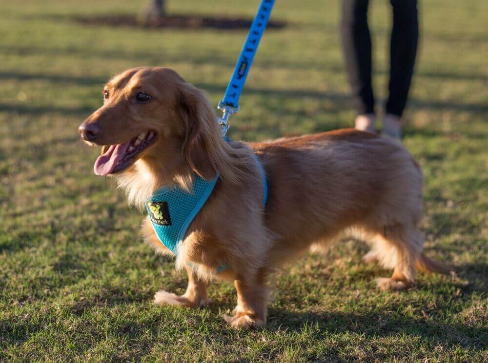 EcoBark Pet Supplies