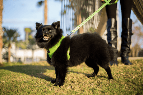 EcoBark Pet Supplies