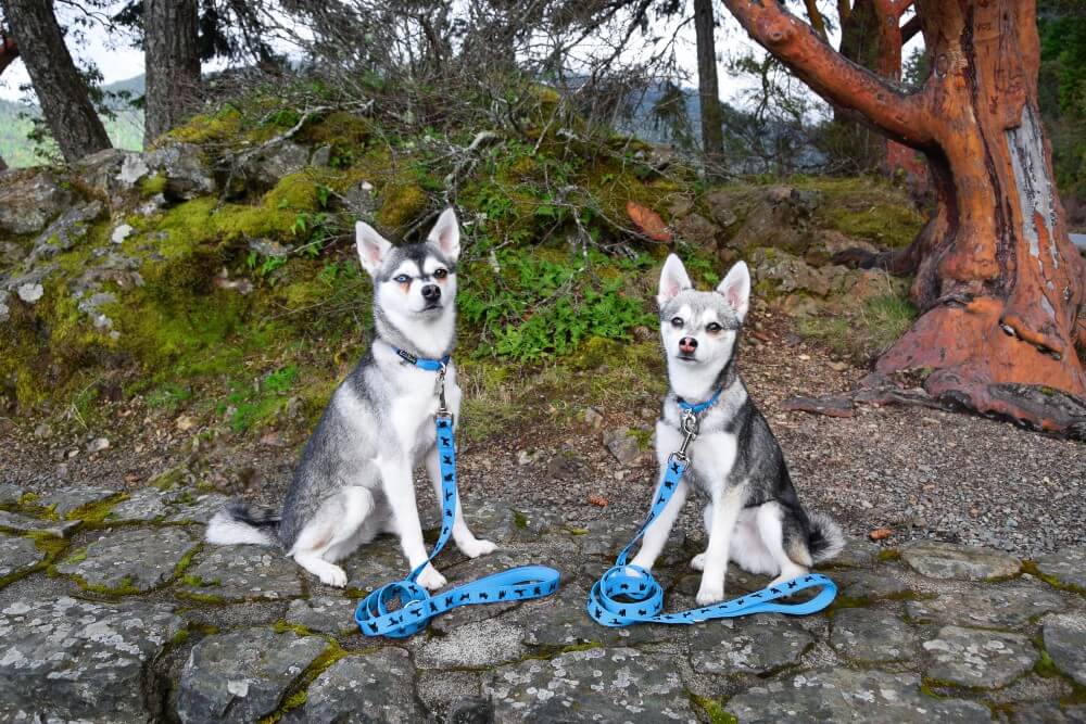 EcoBark Pet Supplies