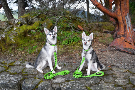 EcoBark Pet Supplies