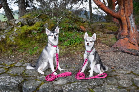 EcoBark Pet Supplies