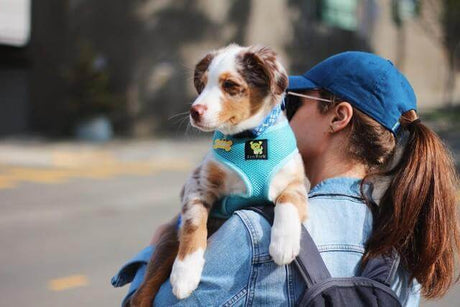 EcoBark Pet Supplies