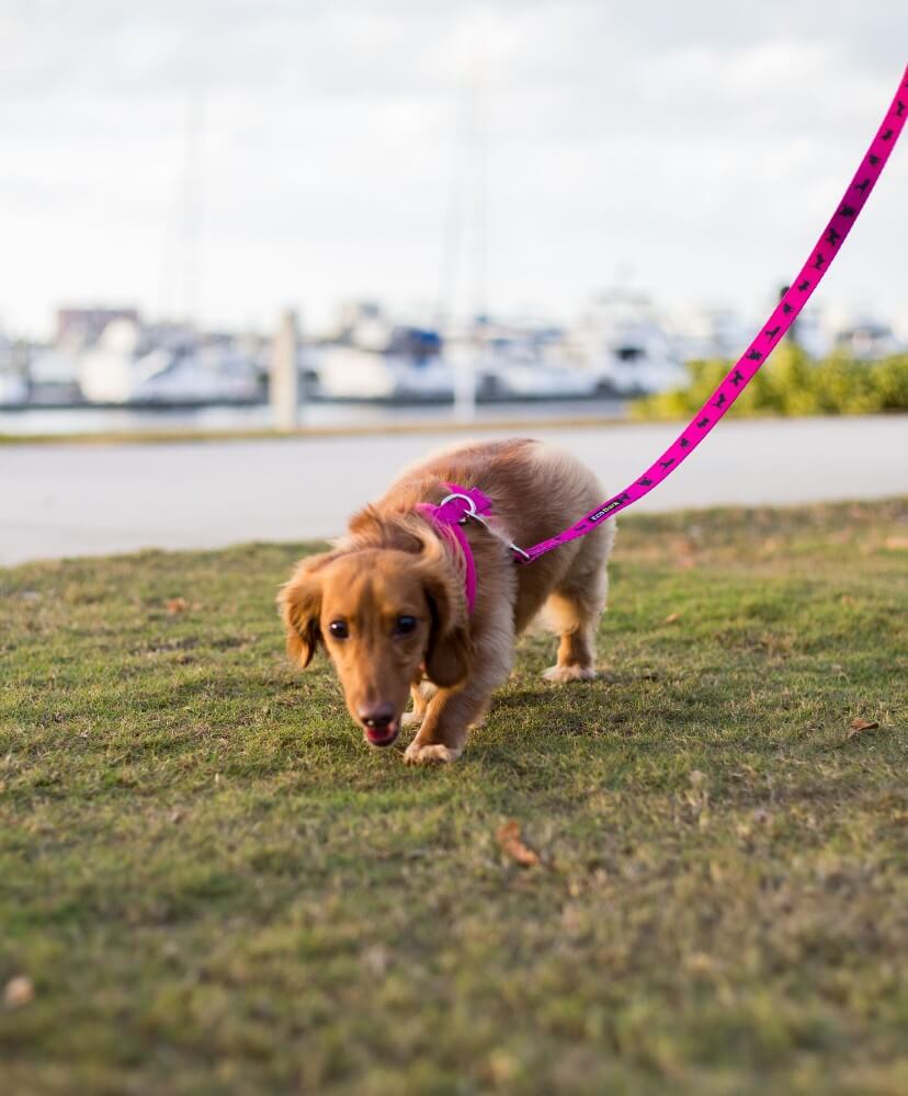 EcoBark Pet Supplies