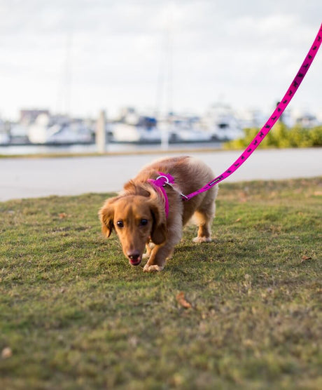 EcoBark Pet Supplies