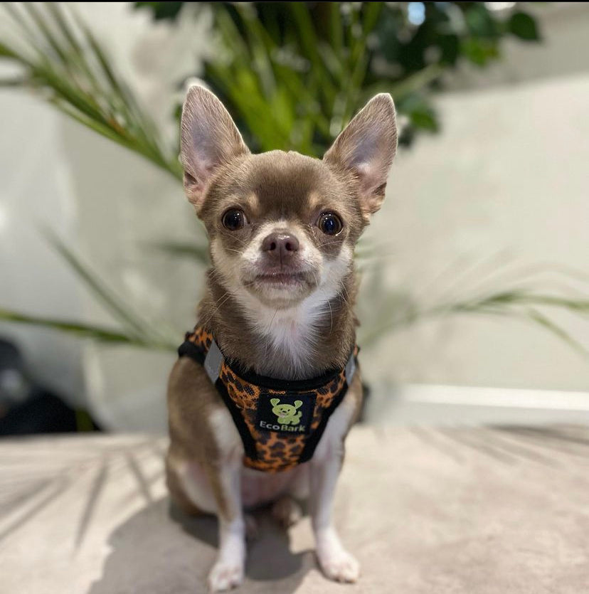 Teacup Dog Harnesses: A Guide to Finding the Perfect Fit