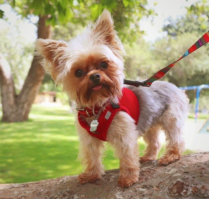 Are Step-In Harnesses Good for Dogs?