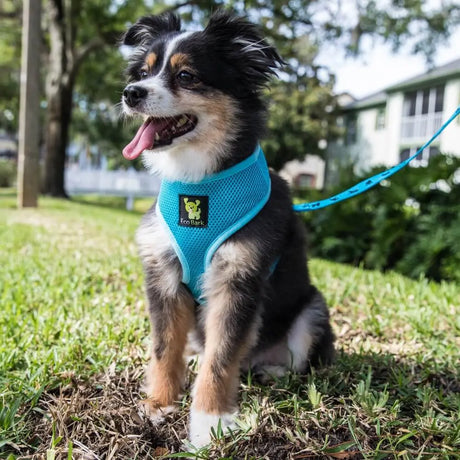 Eco-friendly-dog-leash
