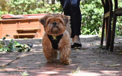 The First Eco-Friendly Chest Harness For Dogs Is Launched By EcoBark Pet Supplies