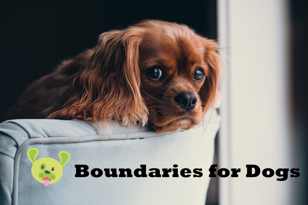 Boundaries for Dogs