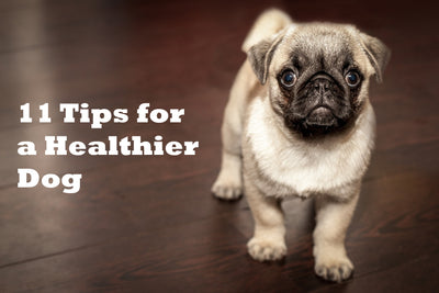 11 Tips for a Healthier Dog