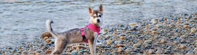EcoBark Dog Harnesses; The Best No-Escape Harnesses
