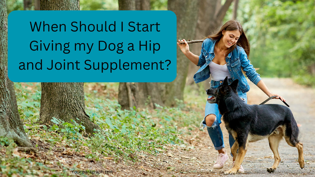Your Guide to When You Should Start to Give Your Dog a Hip and Joint Supplement: Boosting Canine Wellness at Every Age