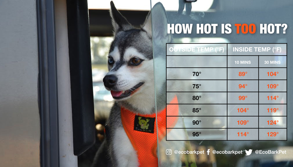 how cold can you leave your dog in the car