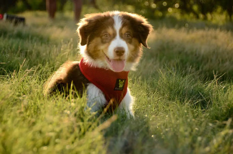 Benefits of a No Pull/ No Choke Mesh Dog Harness for Your Dogs Health