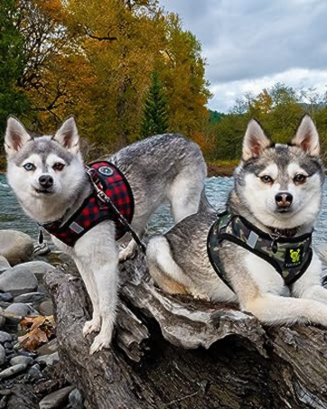 Finding the Perfect Dog Harness for Your Tiny Pup: EcoBark's Guide to Our Best Small Dog Harnesses