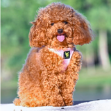 Step In Dog Harness & Leash Set - For Teacup & Small Dogs
