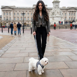 Small white Maltese dog wearing an EcoBark Houndstooth Step-In Dog Harness and matching leash, walking with owner in front of Buckingham Palace, London.