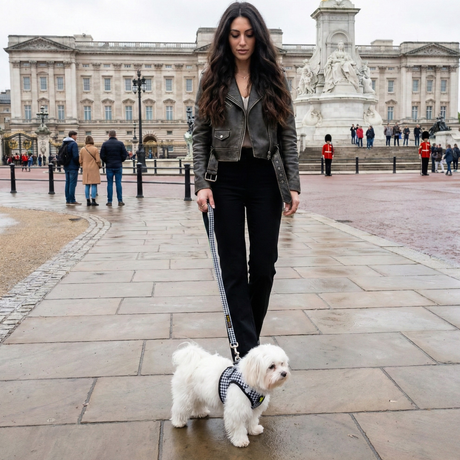 Small white Maltese dog wearing an EcoBark Houndstooth Step-In Dog Harness and matching leash, walking with owner in front of Buckingham Palace, London.