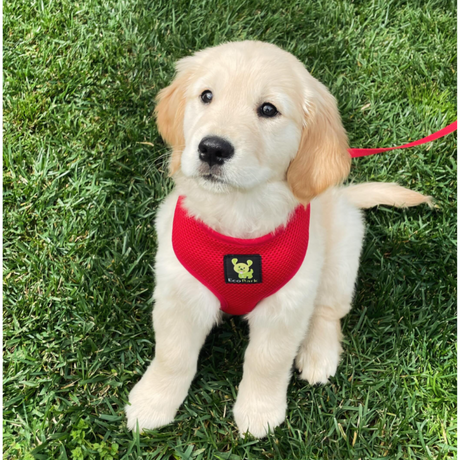 EcoBark Chery Red Dog Harness - Over-the-Head Soft Mesh Dog Vest Halter for Small to Medium Dogs and Puppies EcoBark Pet Supplies