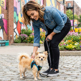 EcoBark Step In Dog Harness - XXXS to Small Breeds- Reflective Soft Mesh Harness for Teacup, Small Dogs and Puppies / Black w/ Teal Piping