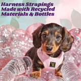 A teacup brown mini dachshund wearing a Baby Pink EcoBark mesh dog harness, sitting among clear plastic bottles to illustrate that the harness straps are made from recycled materials.