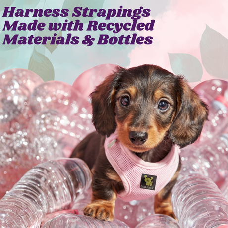 A teacup brown mini dachshund wearing a Baby Pink EcoBark mesh dog harness, sitting among clear plastic bottles to illustrate that the harness straps are made from recycled materials.