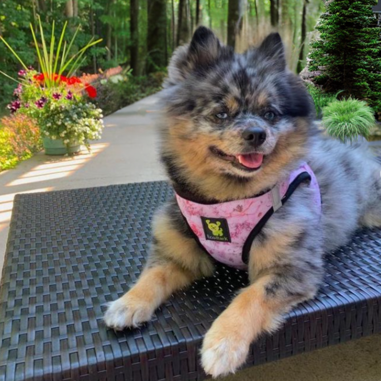 A blue merle Pomeranian mix lying down outdoors wearing a Rose Floral EcoBark mesh step-in dog harness with a pink rose pattern and black trim.