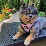 A blue merle Pomeranian mix lying down outdoors wearing a Rose Floral EcoBark mesh step-in dog harness with a pink rose pattern and black trim.