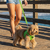 A woman walking a fluffy small toy poodle wearing a lime green EcoBark mesh step-in dog harness and matching leash on a sunny wooden pier by the beach.