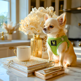 A XXS Chihuahua wearing a lime green EcoBark mesh step-in dog harness, sitting on a kitchen counter next to stacked books, a coffee mug, and a gold vase with white flowers.