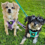Two small dogs sitting on grass: a tan Chihuahua mix wearing a Lavender small EcoBark Step-In Harness and a black and white Havanese mix wearing a small Turquoise harness, both with matching leashes.