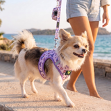 Mermaid Dog Harness - Teacup & Small Breeds- Step-In Reflective Soft Harness for Teacup, Small Dogs and Puppies / Mermaid Tail