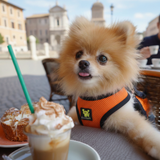 EcoBark Safety Orange Step In Dog Harness -Rapid Fastner Reflective Soft Mesh Vest Halter for Puppies and XXXS to Small Dogs