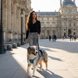 EcoBark Teal Dog Harness - Over-the-Head Soft Mesh Dog Vest Halter for Small to Medium Dogs and Puppies