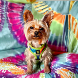 teacup yorkie wearing a step in tie dye dog harness sitting on a tie-dye blanket