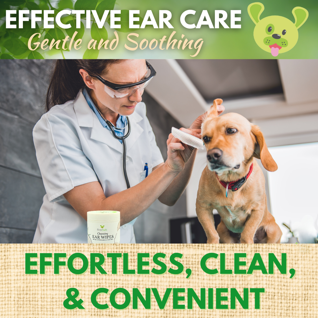 A veterinarian examining a dog's ear next to a tub of EcoBark gentle and soothing natural dog ear wipes, highlighting effective and effortless ear care.