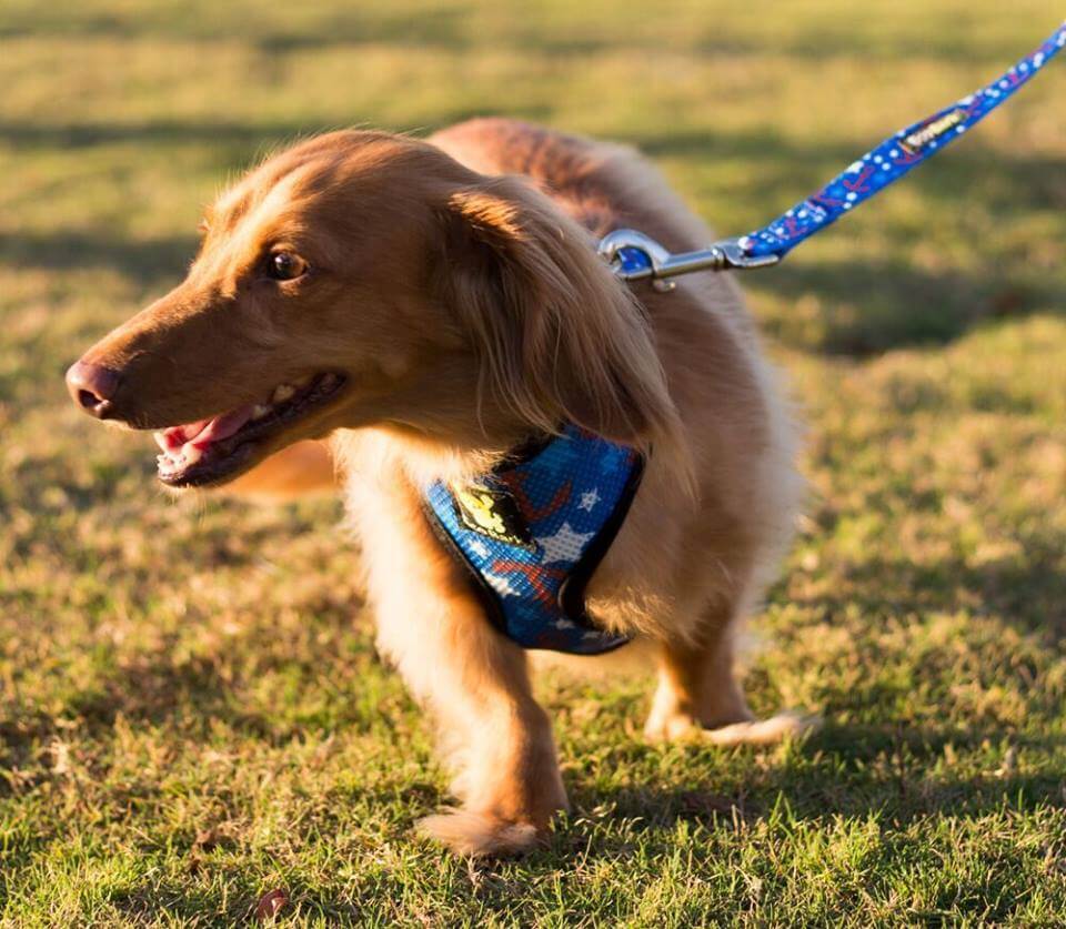 EcoBark Pet Supplies