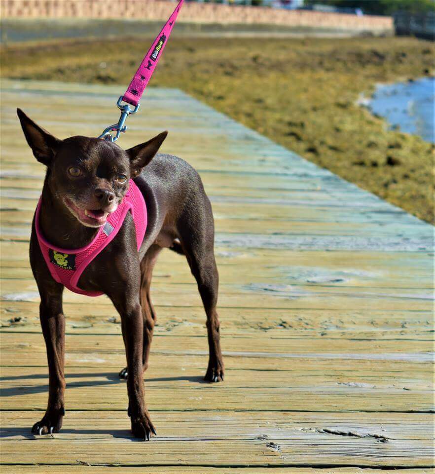 Dog harness doodlebone 2025