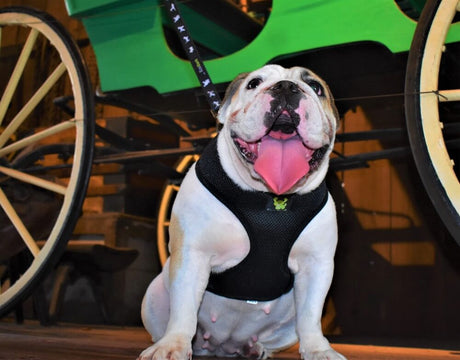 EcoBark Pet Supplies